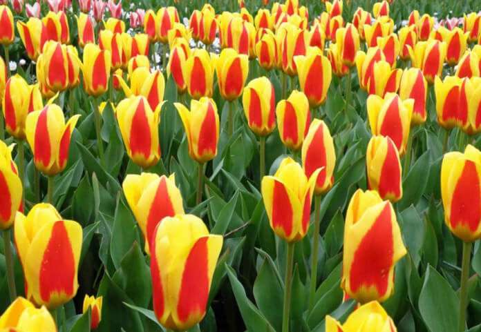 Tulips. jigsaw puzzle online