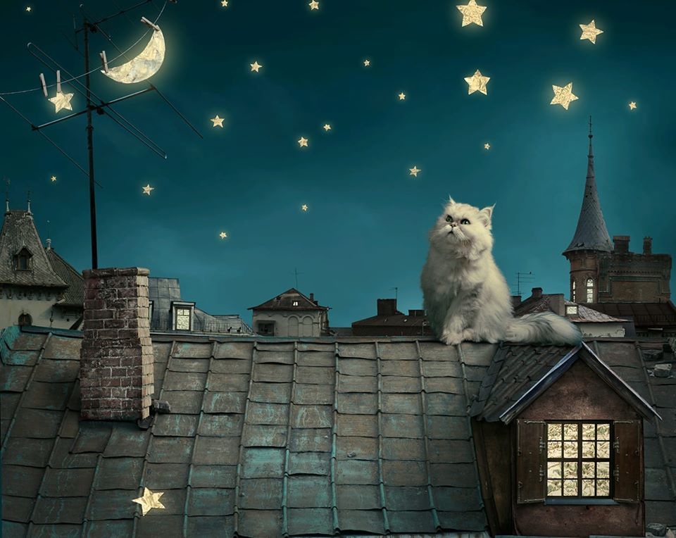 όμορφη χνουδωτή γάτα κάθεται στην οροφή παζλ online