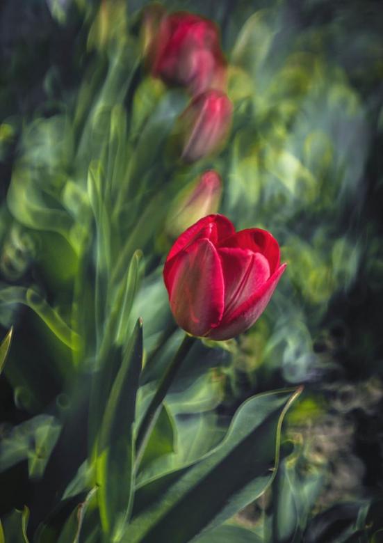 Virágokban rejtett szépség kirakós online