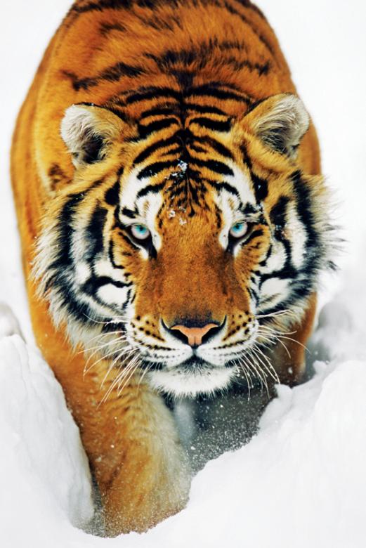 tijger op sneeuw online puzzel