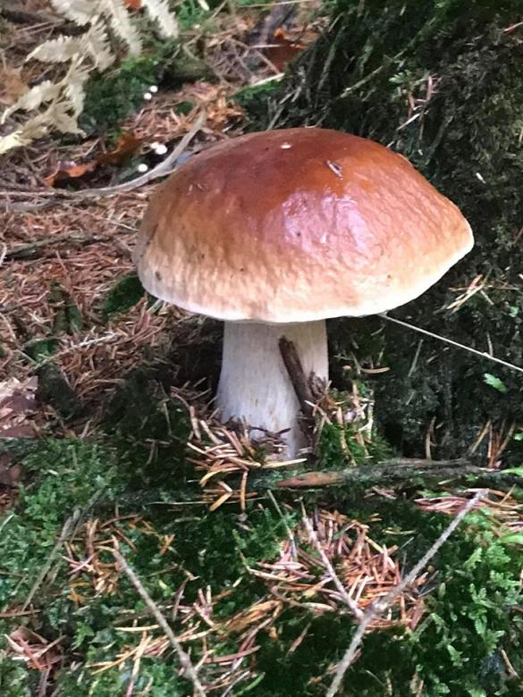 Det var svamp i skogen Pussel online
