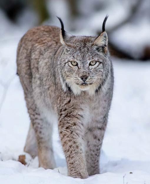 Lince na neve puzzle online