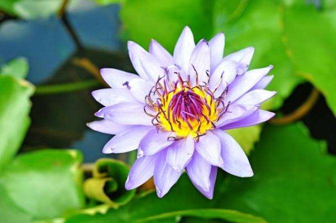 fleur de lotus puzzle en ligne