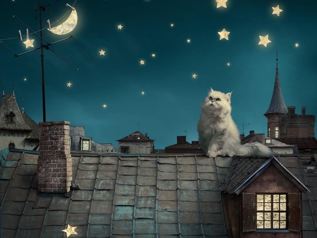 Kotě na střeše online puzzle