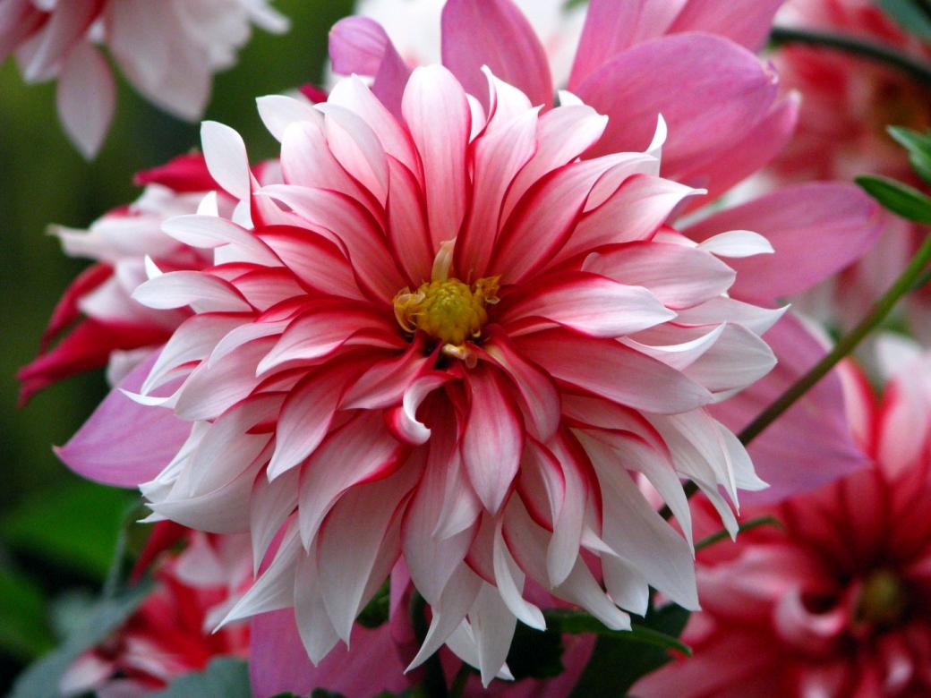 ένα όμορφο λουλούδι online παζλ
