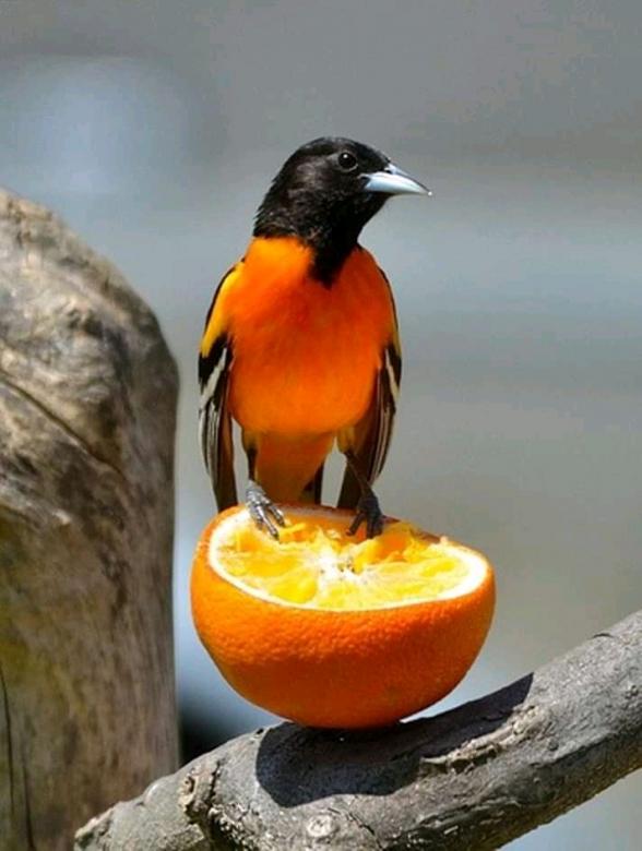 Fågelfrukt pussel på nätet