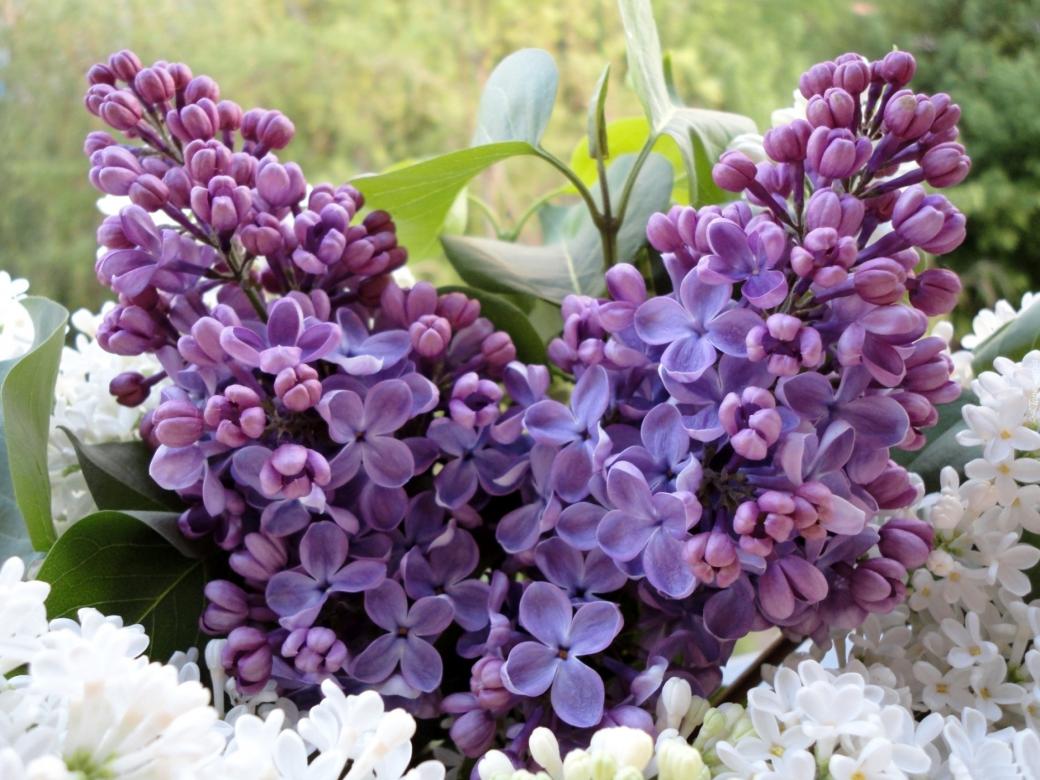 Bouquet lilas. puzzle en ligne