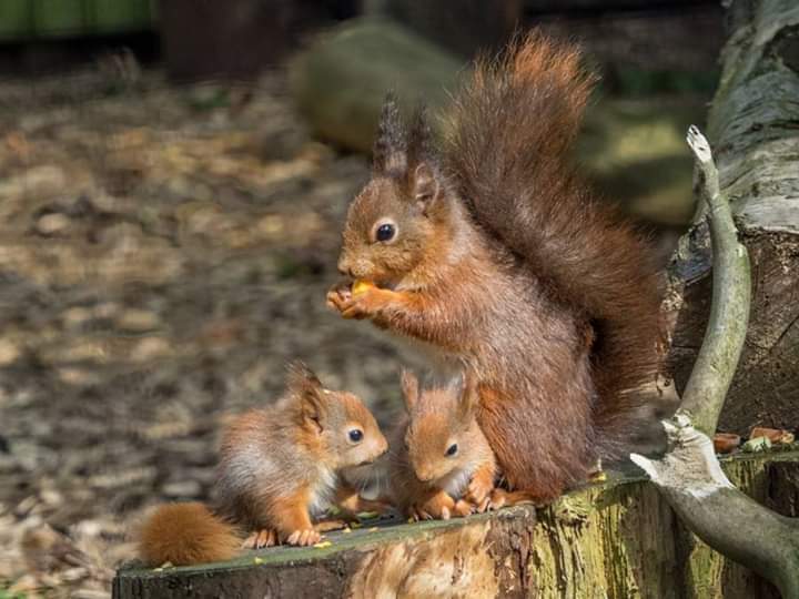 Eichhörnchen Eichhörnchen Puzzlespiel online
