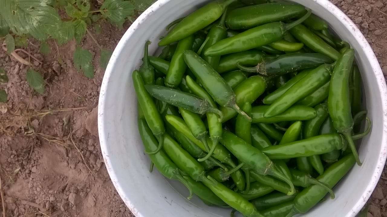 Πράσινες πιπεριές τσίλι παζλ online