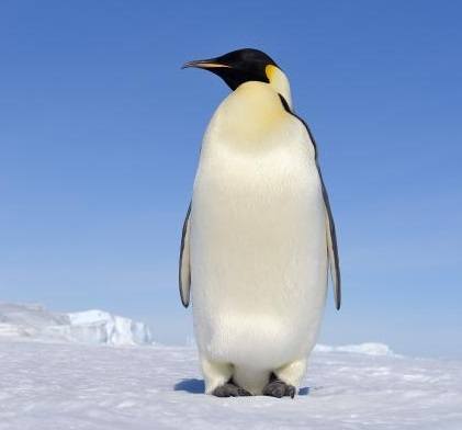 drăguț pinguin puzzle online