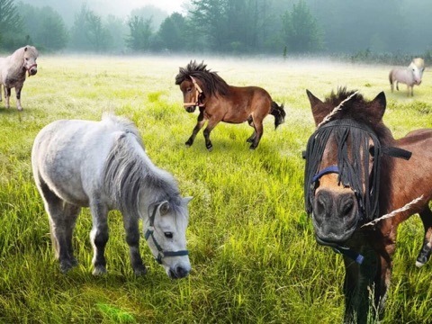 fem vackra hästar på ängen pussel på nätet