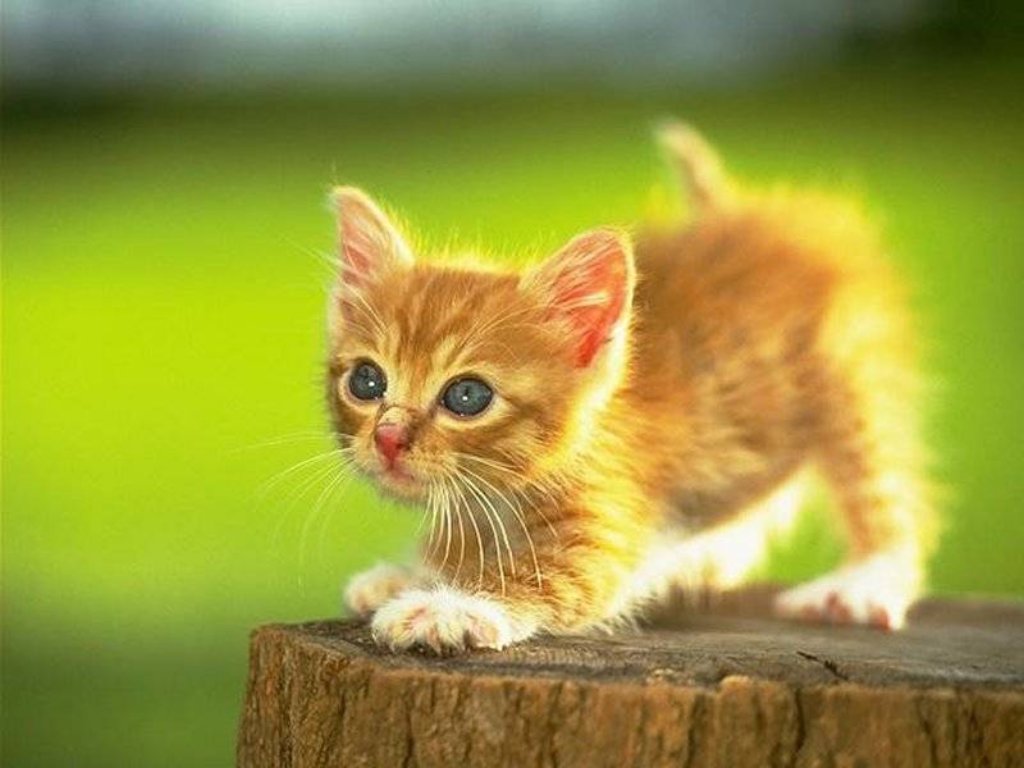 Rode kitten. legpuzzel online