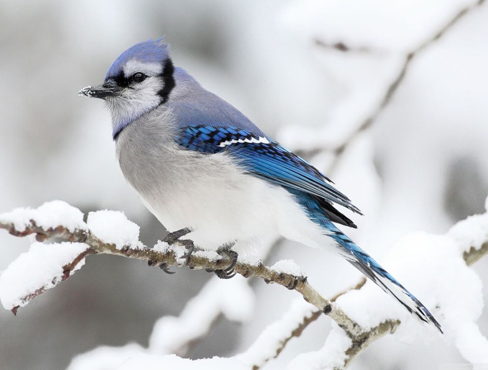 Птица в зимнем пейзаже пазл онлайн