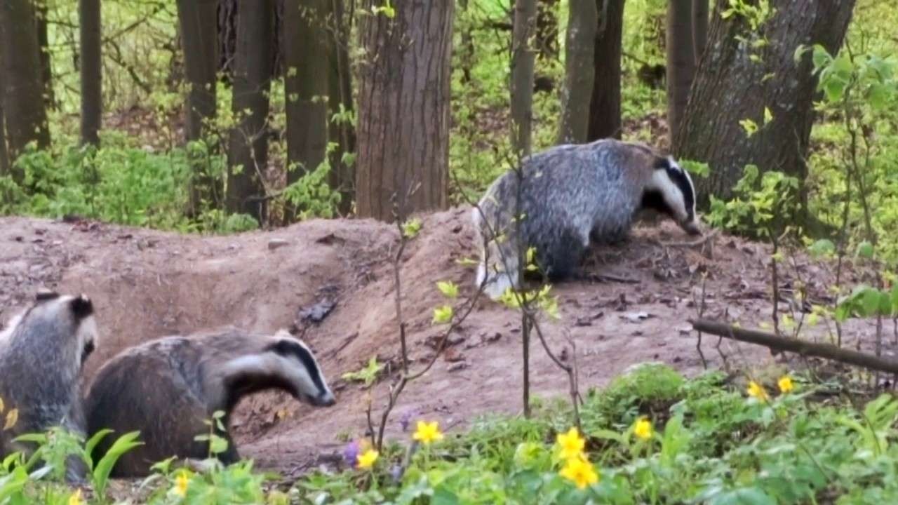 Badger  jigsaw puzzle online