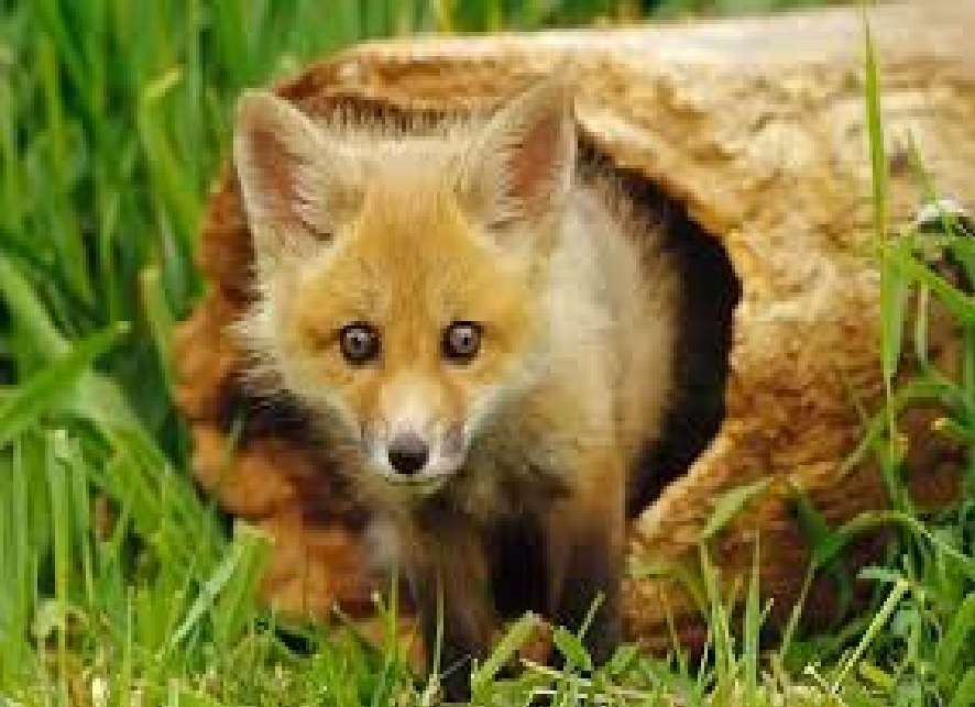Little fox online puzzle