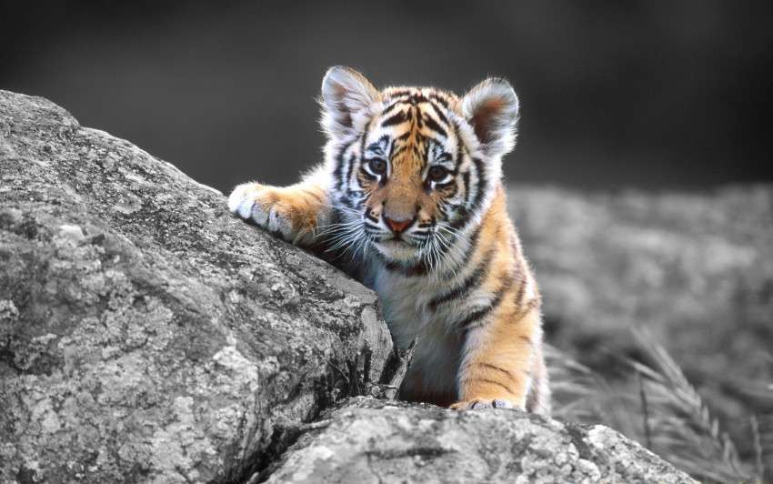 sladký tygr online puzzle
