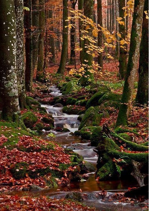 Les, potůček a barvy přírody jigsaw puzzle online
