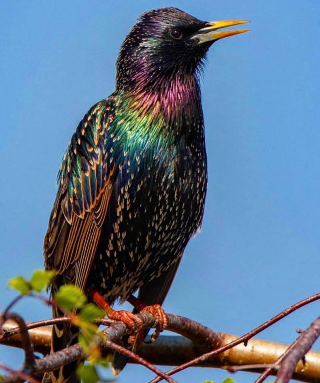 ornitologia quebra-cabeças online
