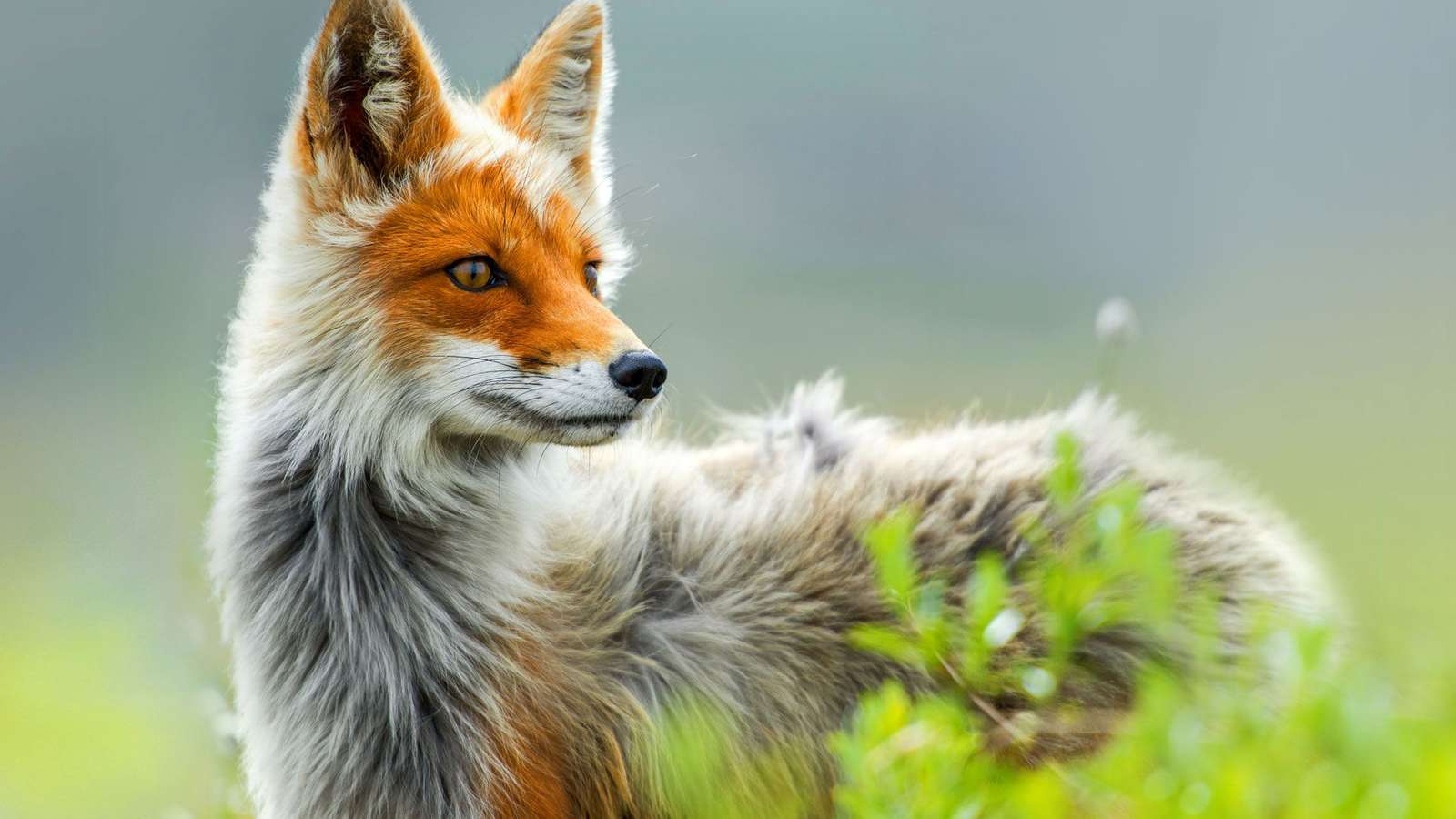 όμορφη αλεπού online παζλ