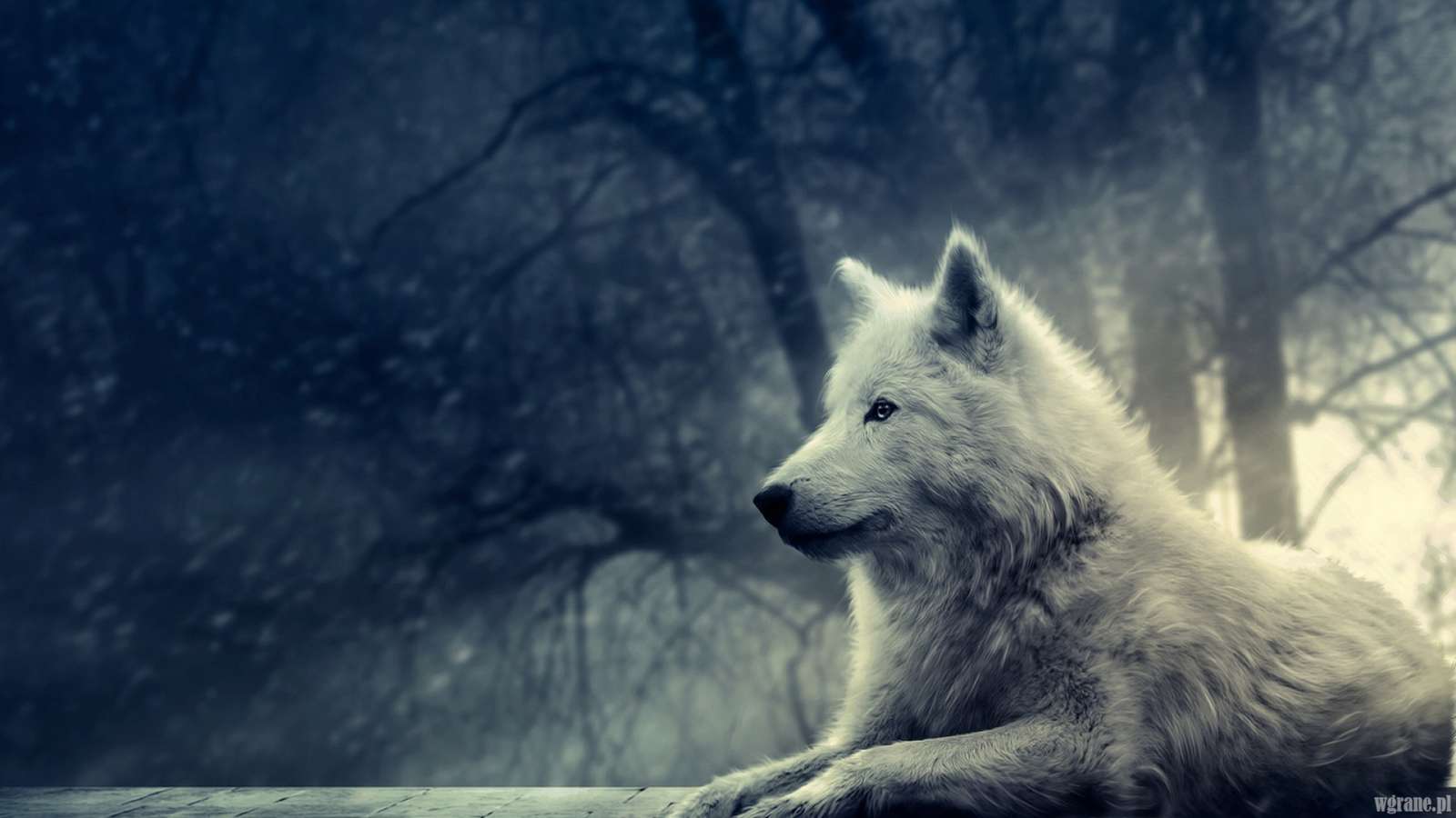 weißer Wolf Online-Puzzle