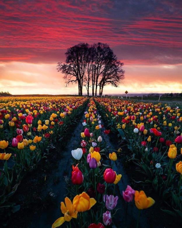 Tulip Bloom, Oregon online puzzle