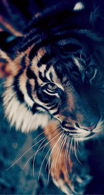 όμορφη τίγρη παζλ online