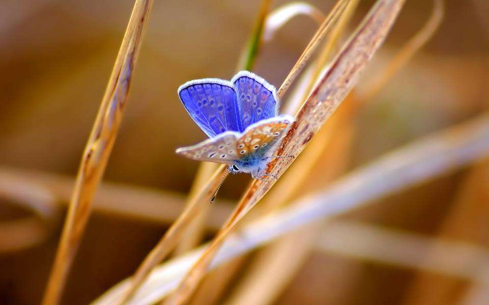 синій метелик пазл онлайн
