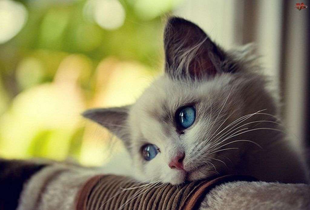 かわいい子猫 ジグソーパズルオンライン