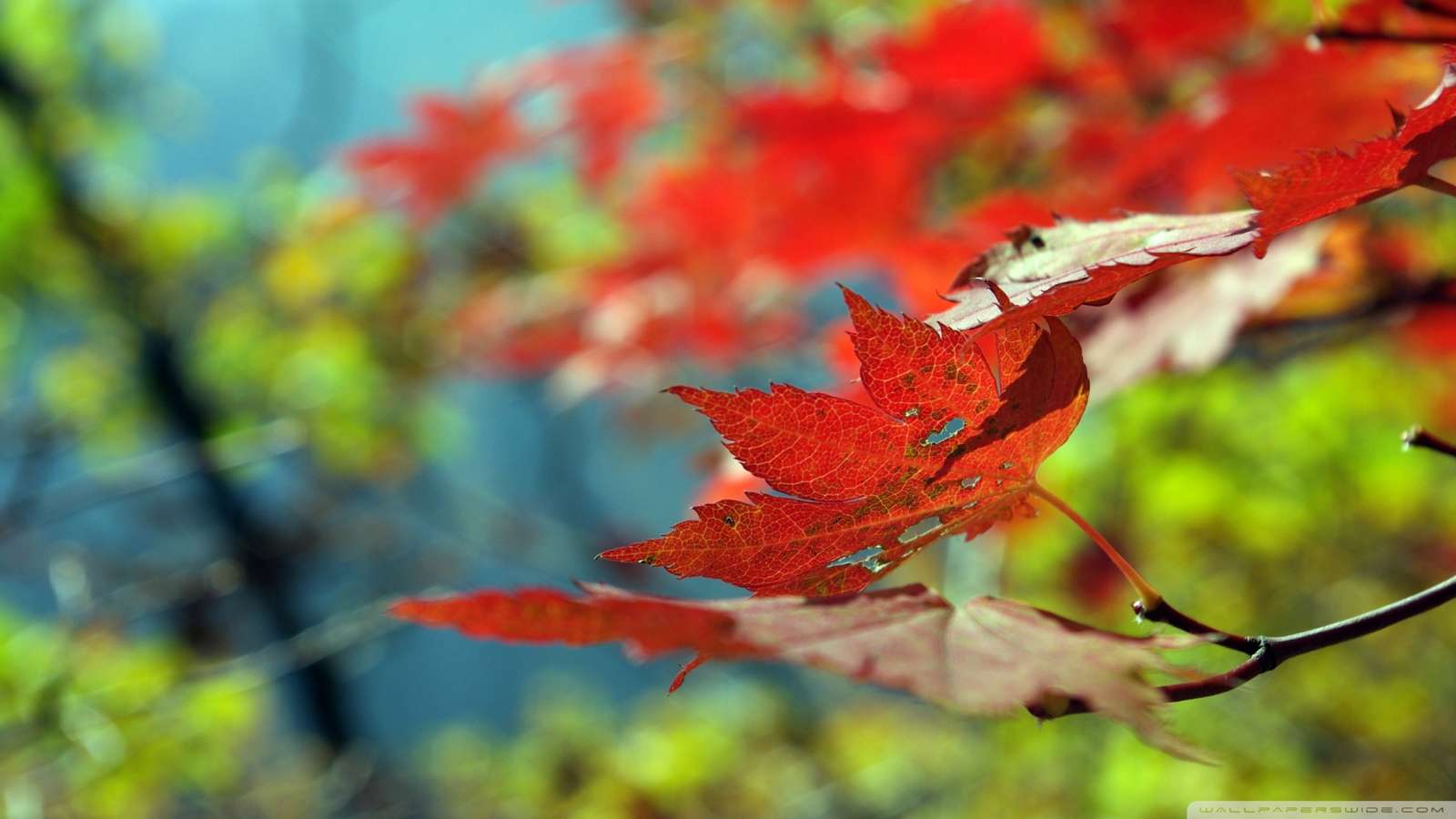 цветна есен онлайн пъзел