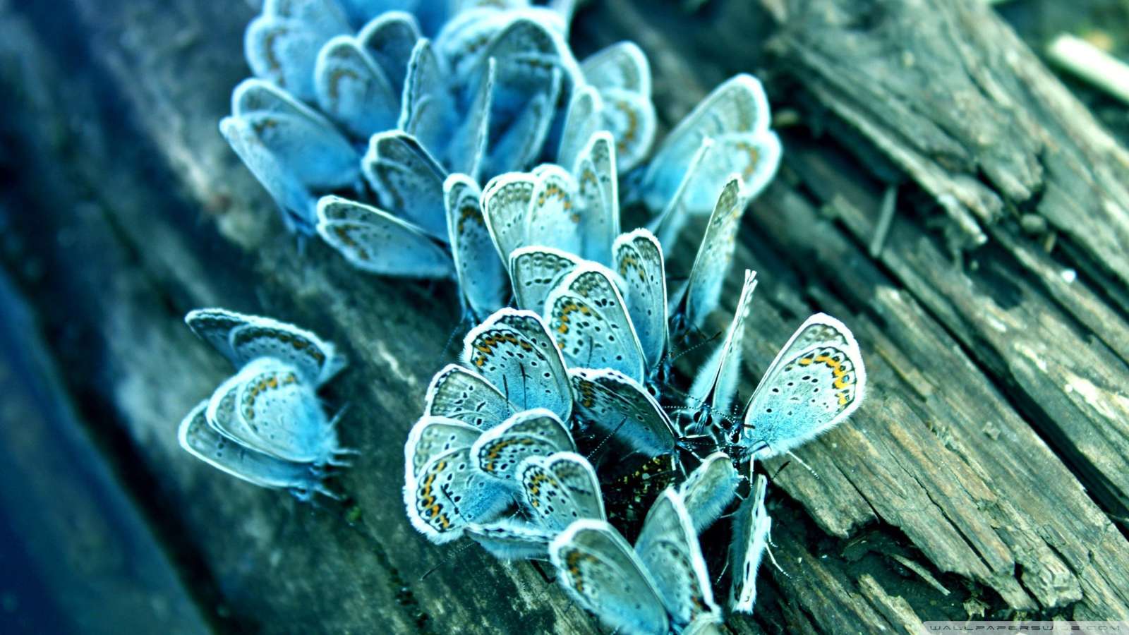 papillons bleus puzzle en ligne