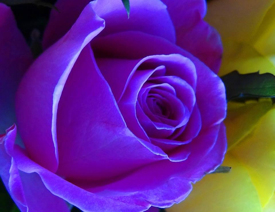 красива роза онлайн пъзел