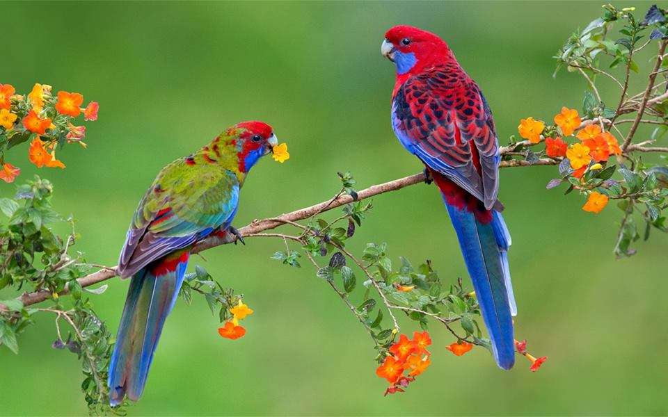 barevné papoušky skládačky online
