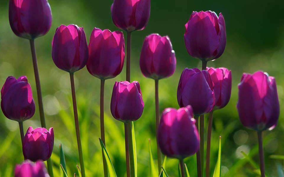 hermosos tulipanes rompecabezas en línea