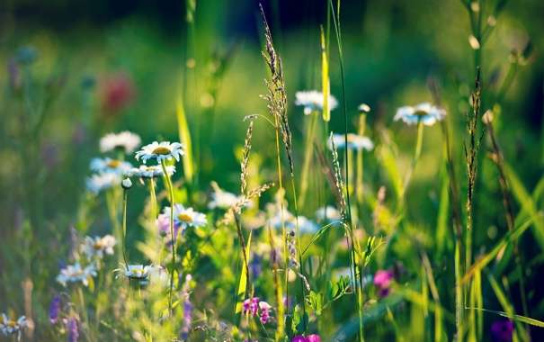 spring meadow jigsaw puzzle online