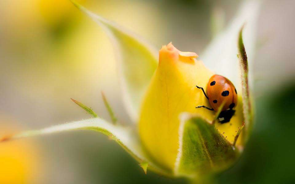 ladybug flower online puzzle
