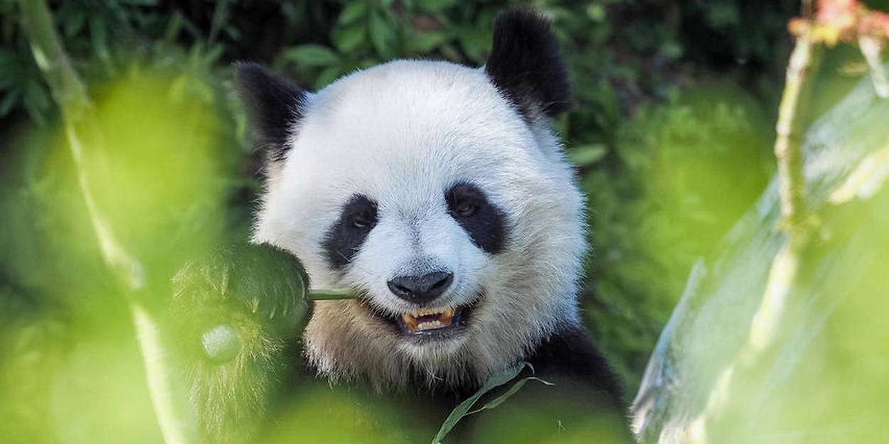 En leende panda pussel på nätet