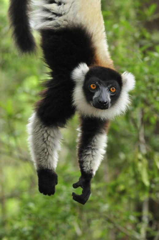 lemurer pussel på nätet