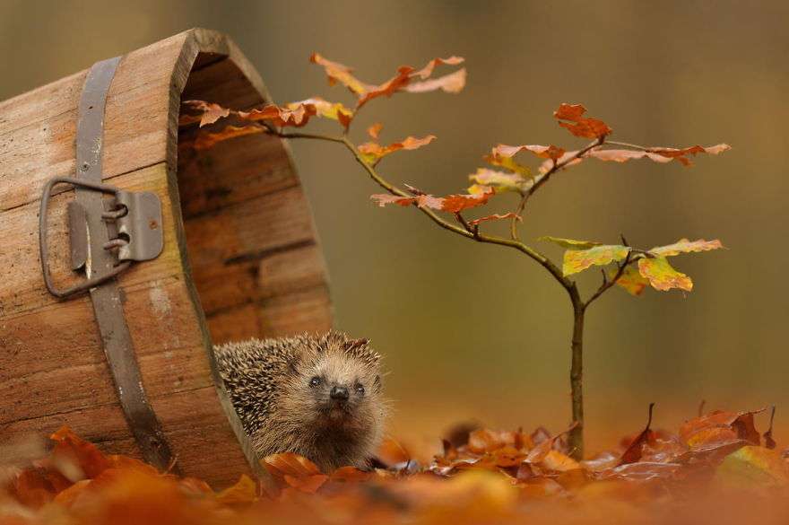 hedgehog autumn online puzzle