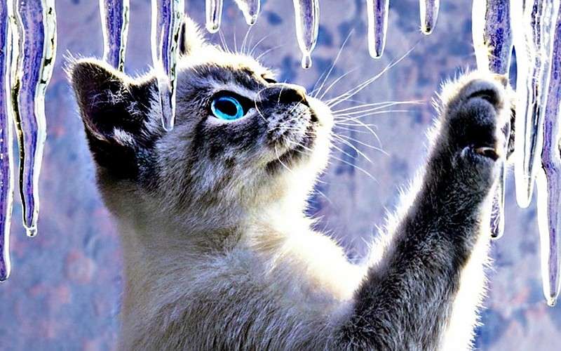 Krásná kočka s krásnýma očima se dívá na ledové rampouchy skládačky online