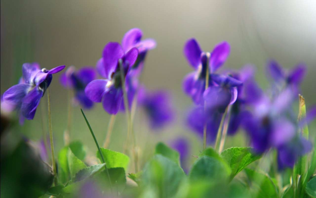 violettes  παζλ online