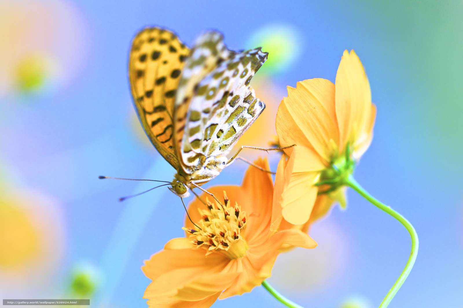 papillon  puzzle en ligne