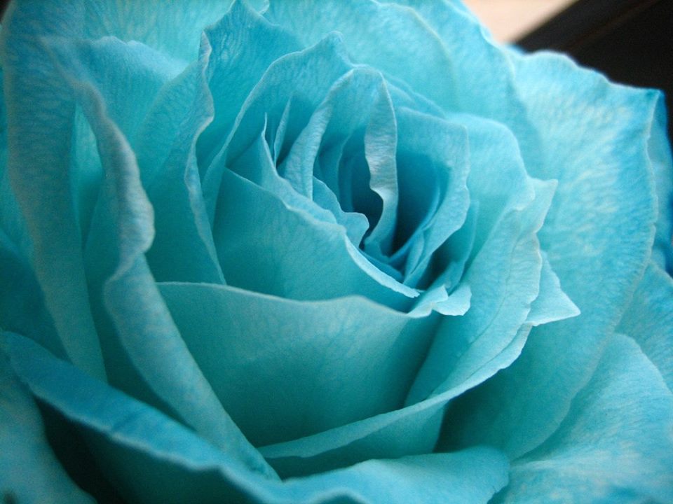 Синий цветок пазл онлайн