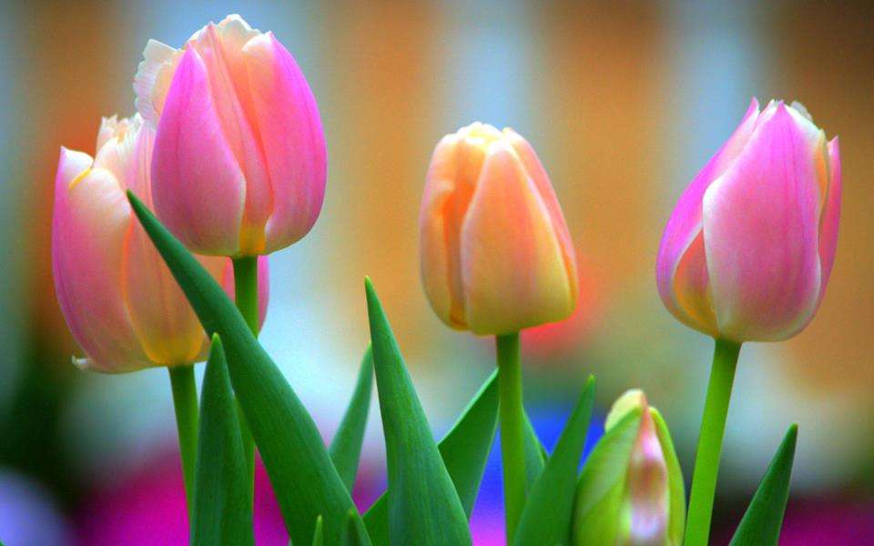 Tulipes  online puzzel