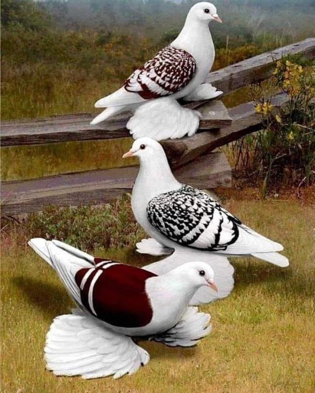 Tre bellissimi uccelli puzzle online