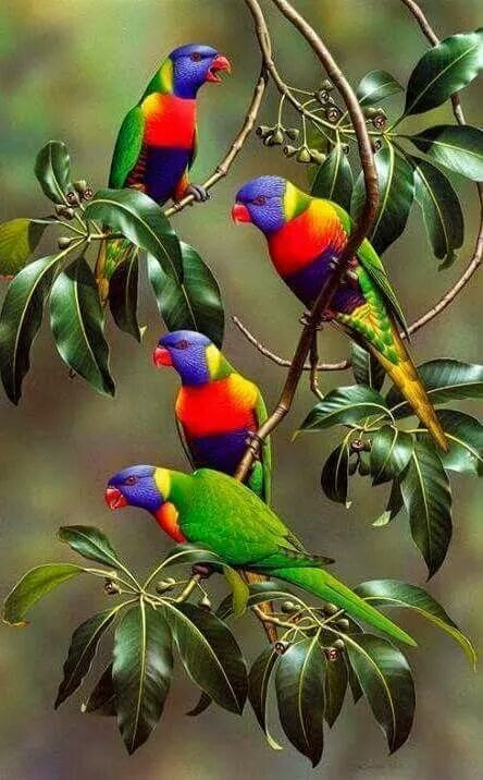 rebanho do arco-íris do pássaro puzzle online