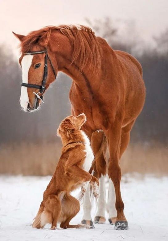 Άλογο και σκύλος Μεγάλη φιλία με τα ζώα παζλ online
