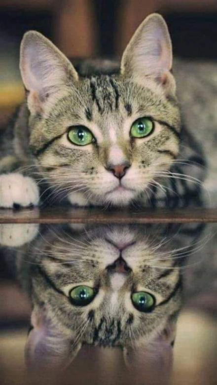 Un hermoso gato de ojos verdes y su reflejo. rompecabezas en línea