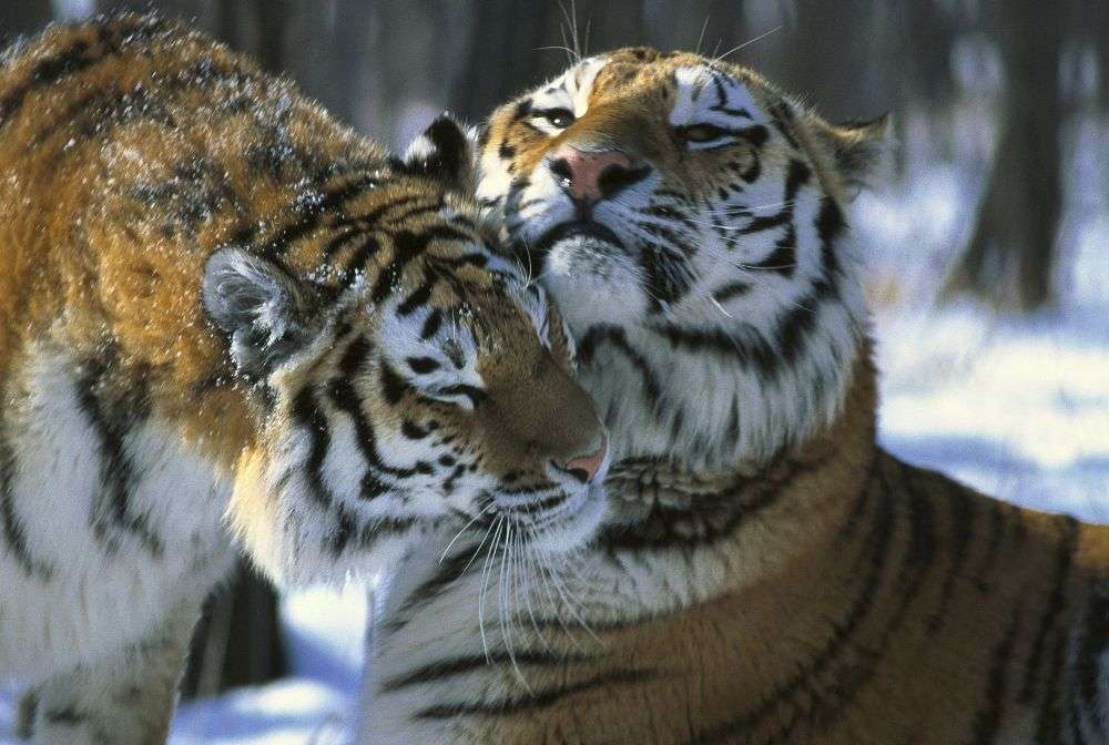 Tigrisek. kirakós online