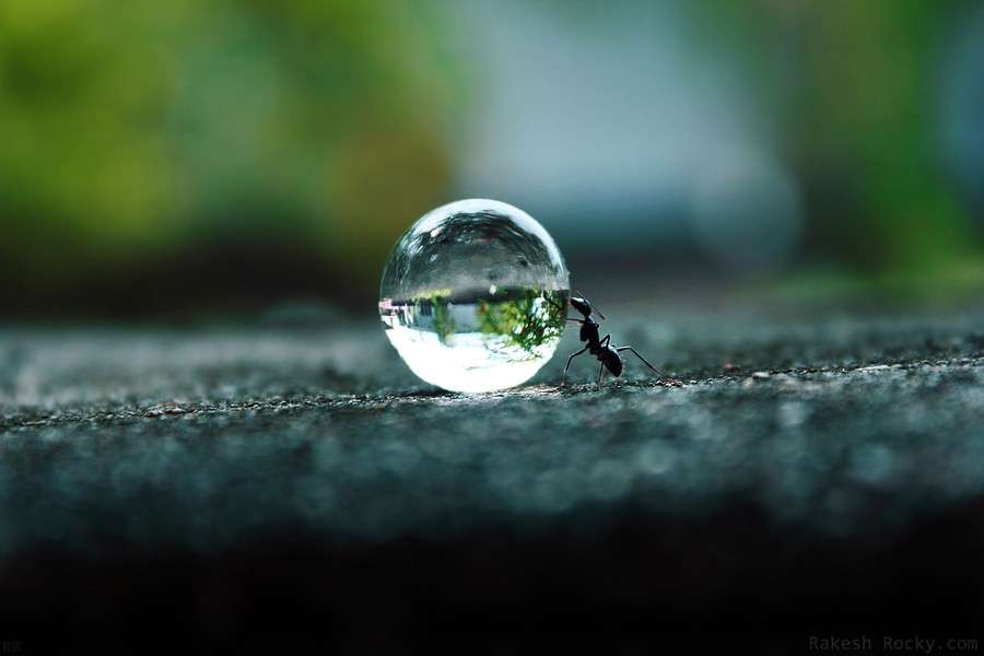 Tvrdě pracující mravenec skládačky online