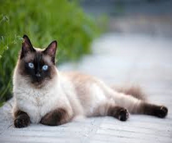 Gato de ojos azules rompecabezas en línea
